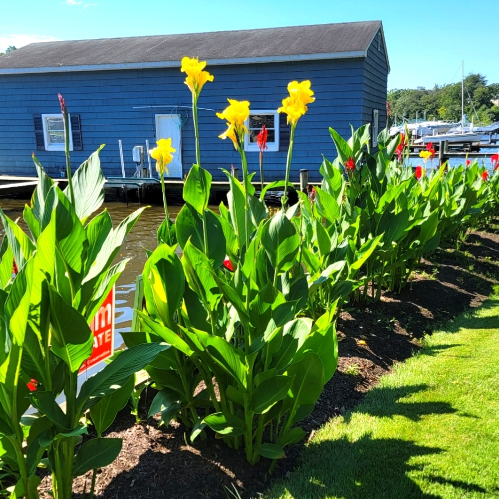 Canna Lily bulbs outdoor